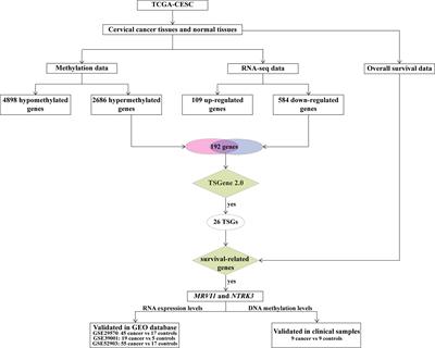 MRVI1 and NTRK3 Are Potential Tumor Suppressor Genes Commonly Inactivated by DNA Methylation in Cervical Cancer